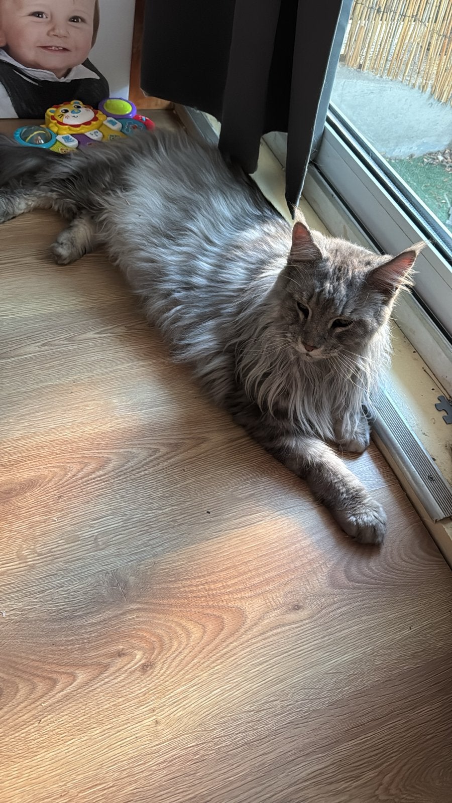 Grijze 4 jarige main coon, Dieren en Toebehoren, Kater, Langharig, 3 tot 5 jaar