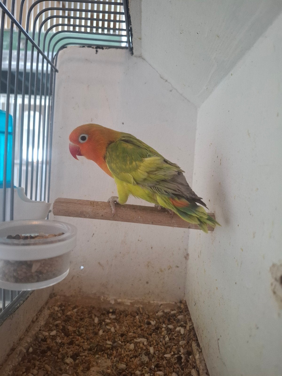 Agapornis Fischeri, Geslacht onbekend, Dwergpapegaai of Agapornis