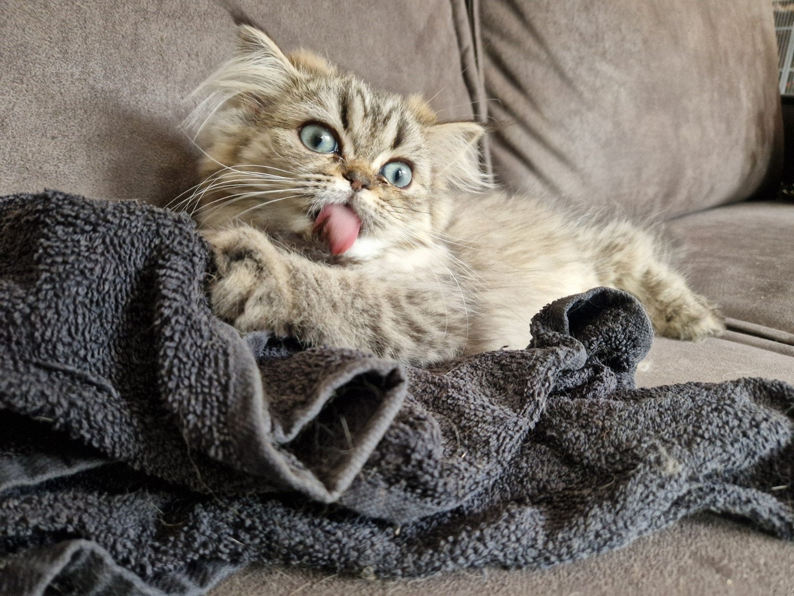 Perzische poes met stamboom, Poes, Langharig, 0 tot 2 jaar