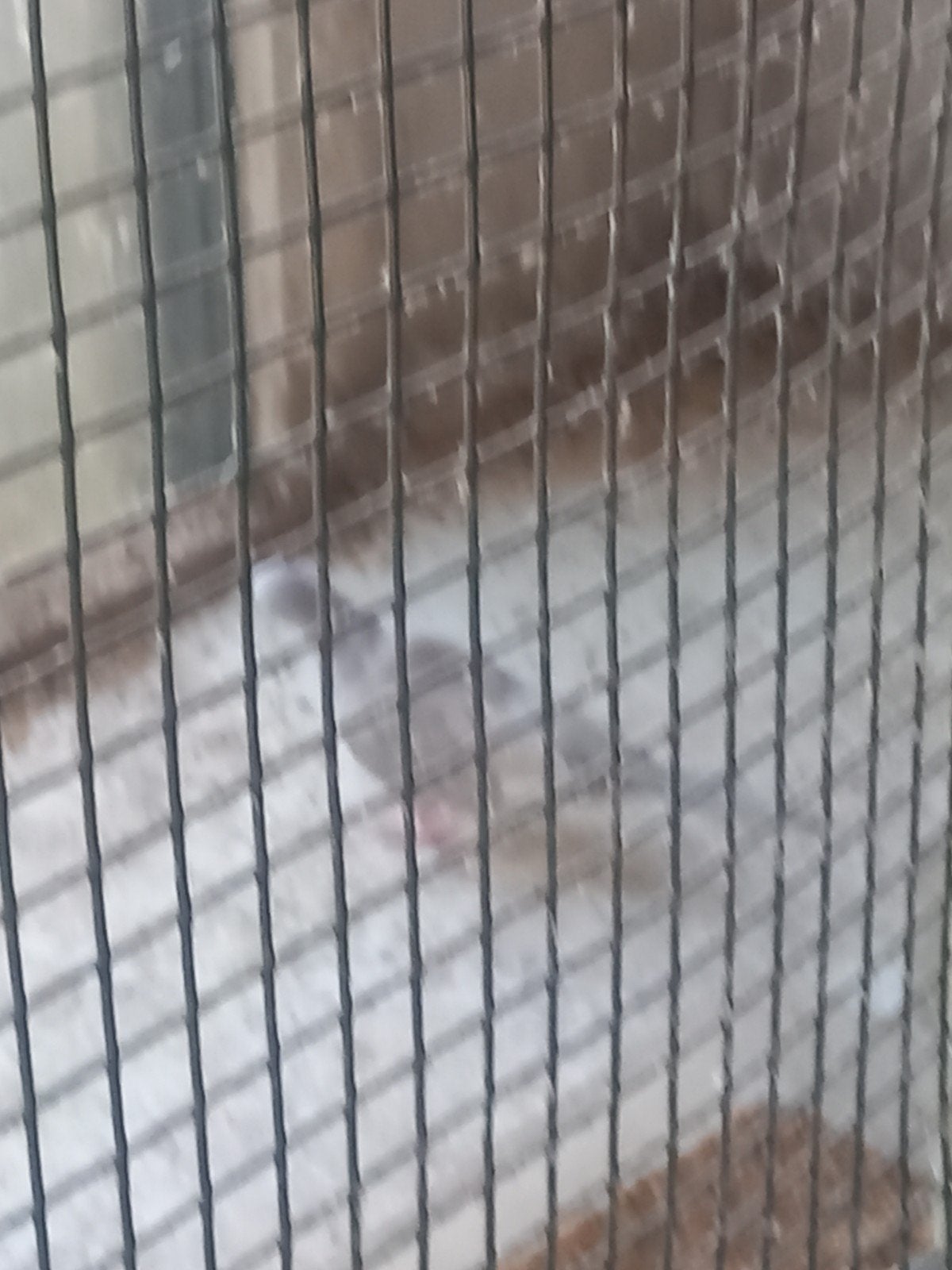 stoppen met duiven houden, Meerdere dieren, Overige soorten