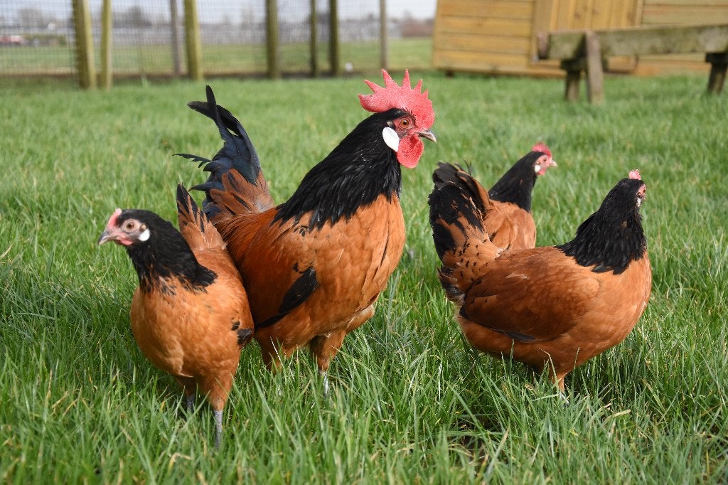 Vorwerk kriel | Sierlijke kippen | Jonge kippen