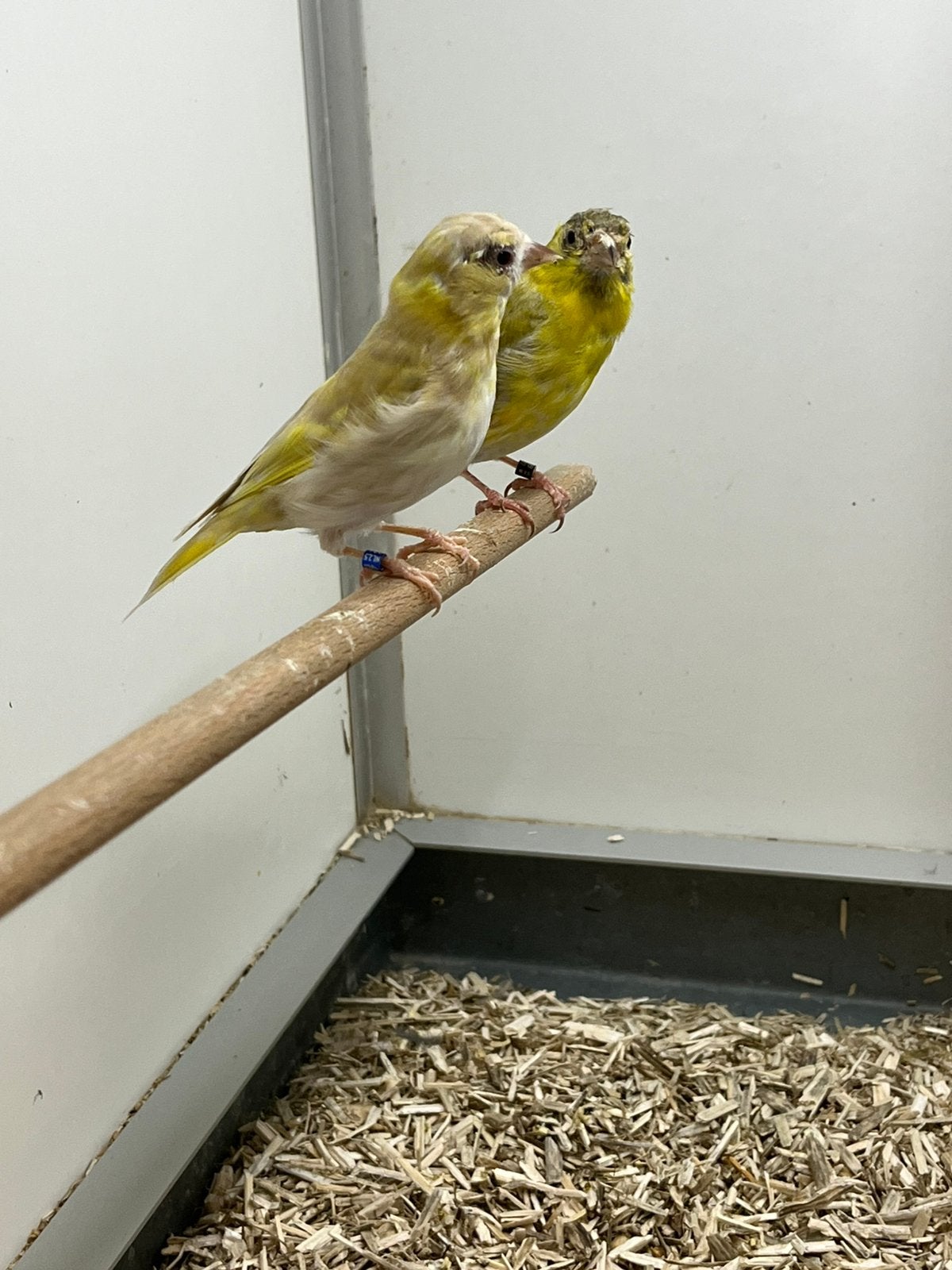 Europese Sijs 1-1, Dieren en Toebehoren, Vogels | Overige Vogels, Meerdere dieren, Wildzangvogel, Geringd
