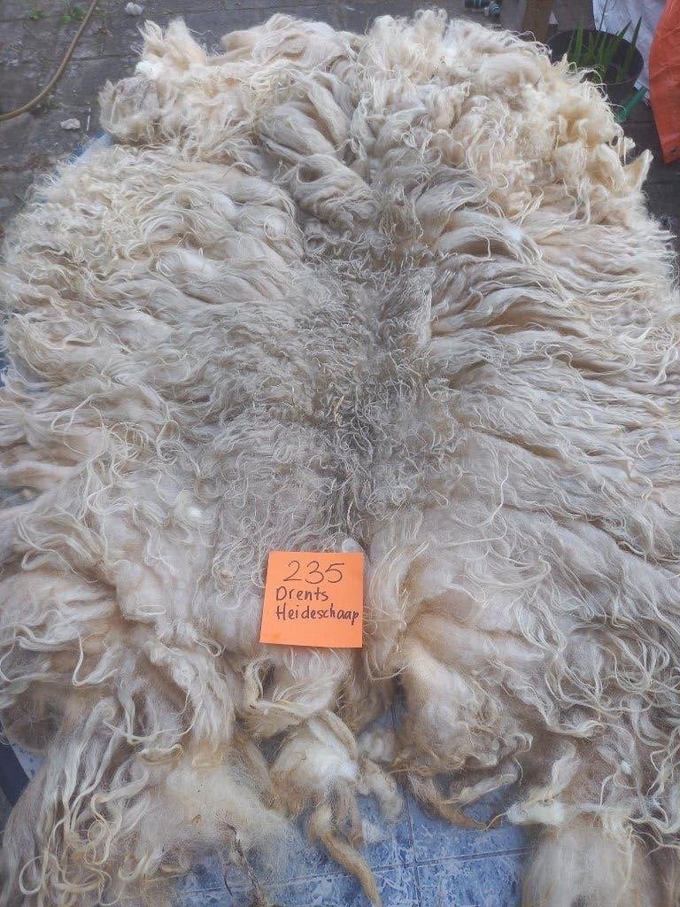 nr 235 Geschoren vacht van Drents Heideschaap - Ruwe wol, Ophalen of Verzenden, Nieuw