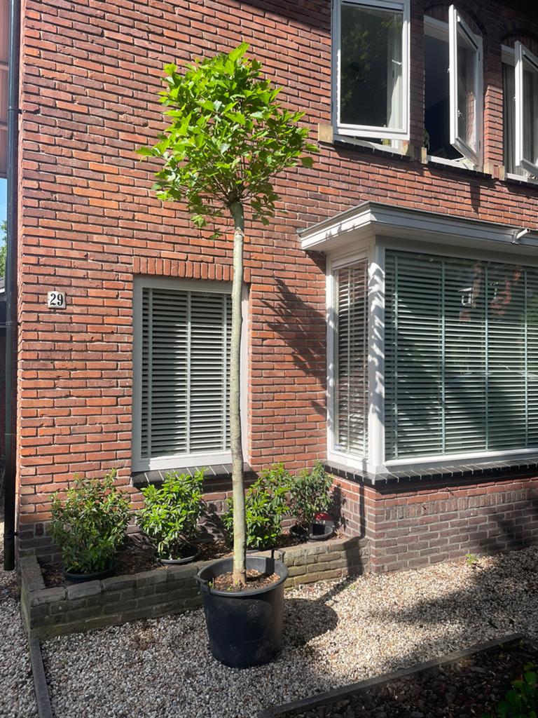 Platanus hispanica 'Alphen's Globe' mt 20/25cm, Ophalen of Verzenden, 250 tot 400 cm, Volle zon, In pot