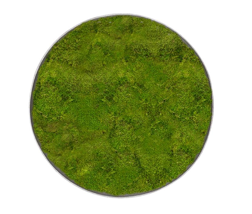 Moscirkel ø 30cm, Ophalen, 30 cm, Nieuw, Natuurlijk materiaal