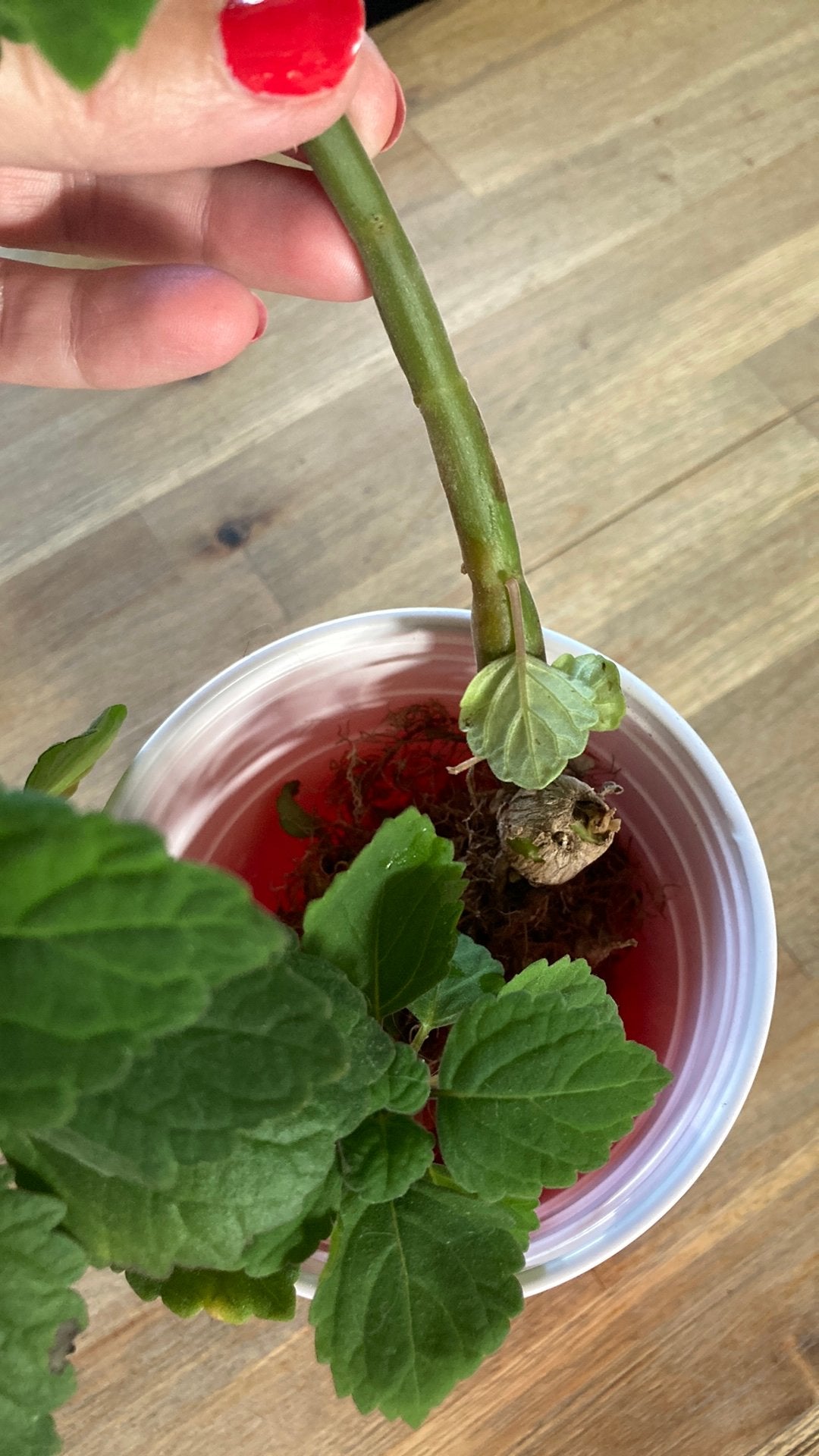 Plectranthus ernstii stekken, Ophalen of Verzenden, Halfschaduw, Minder dan 100 cm