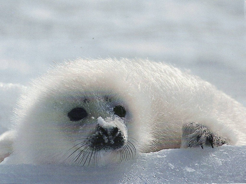 Baby Zeehond 156, Verzenden, 1980 tot heden, Ongelopen, Waterdier
