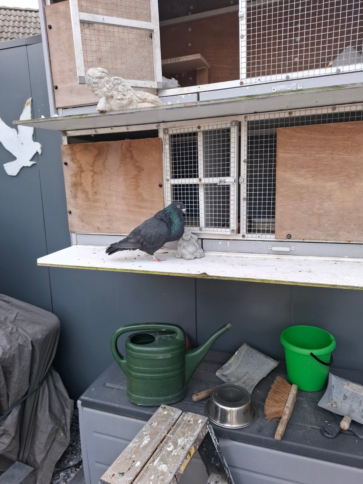 Spaanse kropper, Dieren en Toebehoren, Mannelijk, Kropper