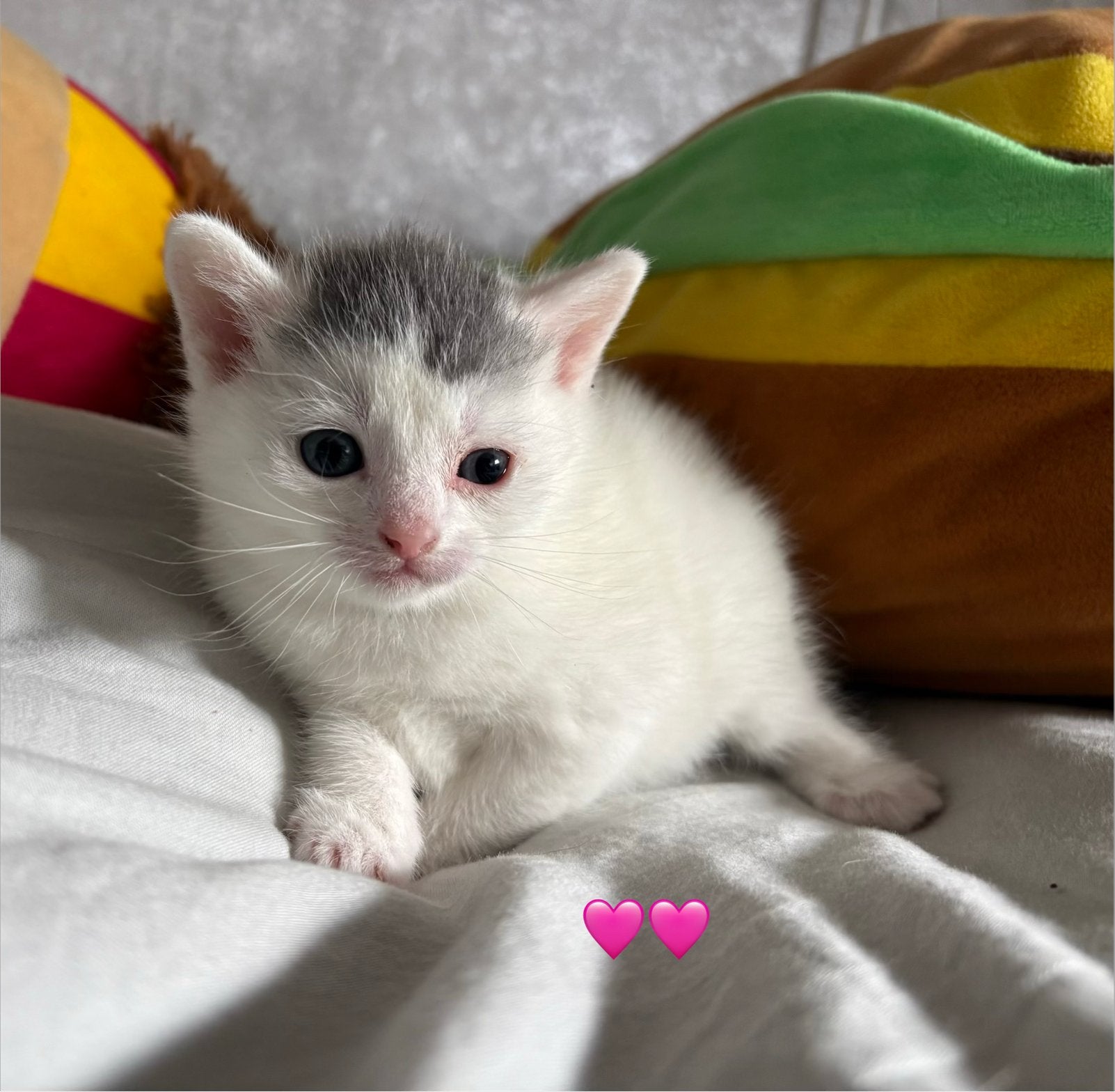Lieve kittens zoeken een warm lief huisje, Meerdere dieren, Kortharig, 0 tot 2 jaar