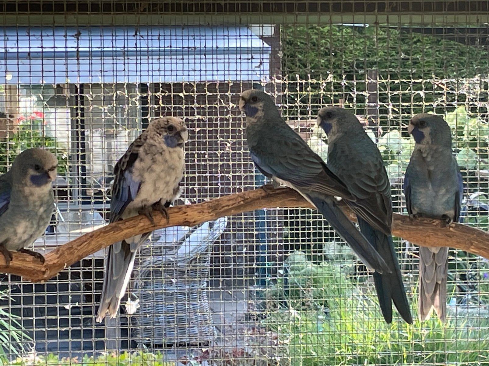 Penanten, Dieren en Toebehoren, Meerdere dieren, Dwergpapegaai of Agapornis
