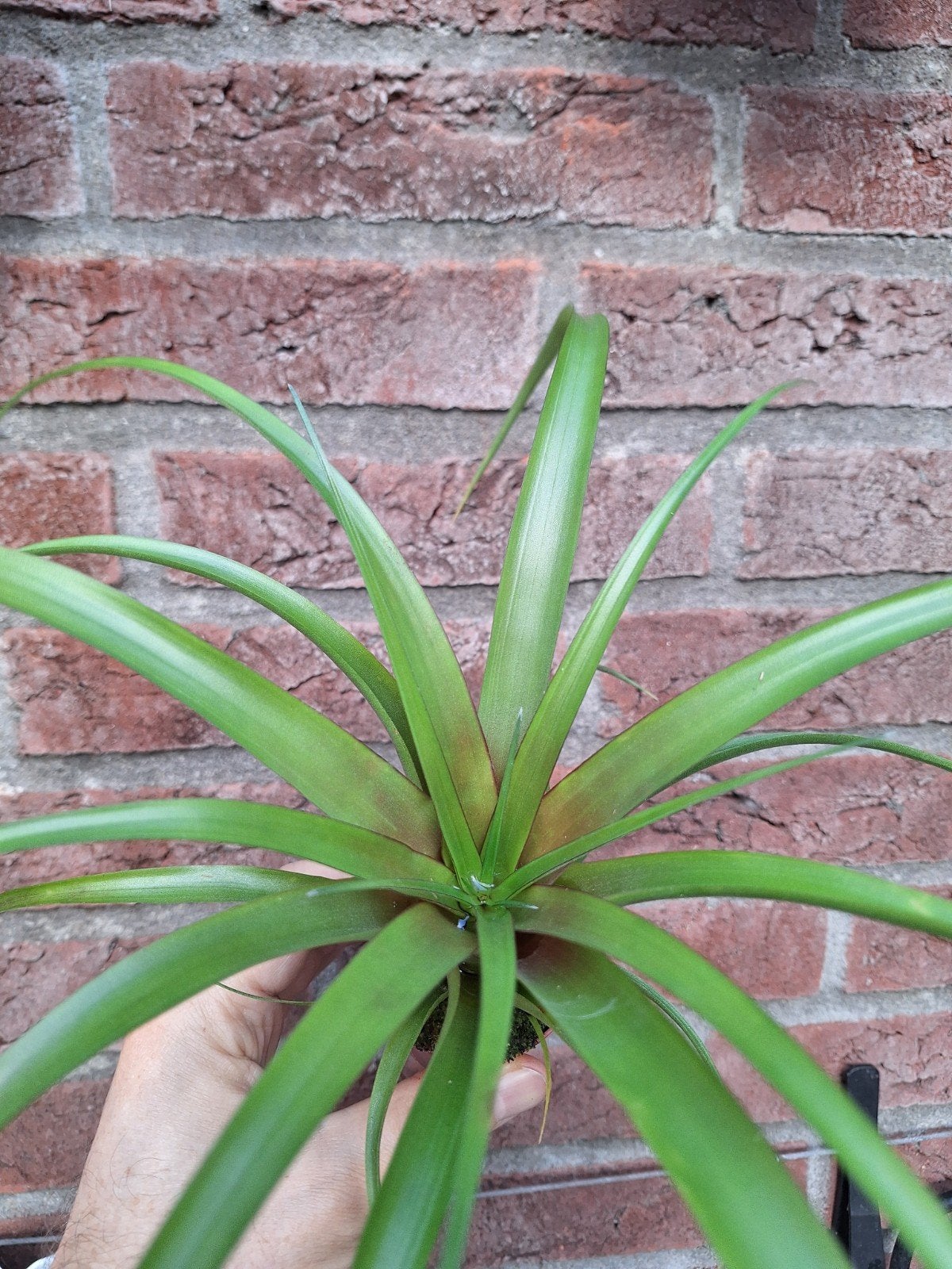 Tillandsia flabellata, Ophalen of Verzenden, Halfschaduw, Minder dan 100 cm