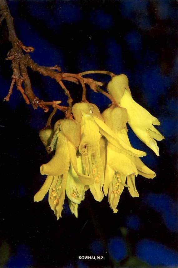 Kowhai, Ophalen of Verzenden, 1980 tot heden, Ongelopen, Natuur