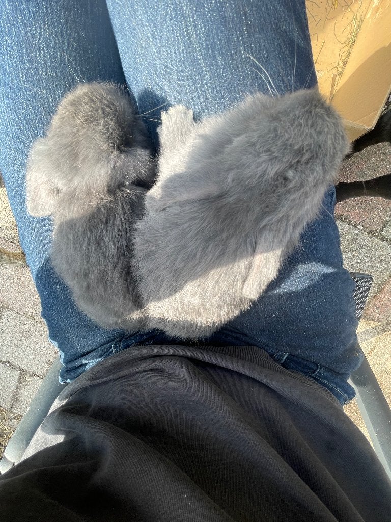 Twee mooie, lieve grijze Minilops. Beide ouders met stamboom, Dieren en Toebehoren, Konijnen, Mannelijk, Dwerg, 0 tot 2 jaar