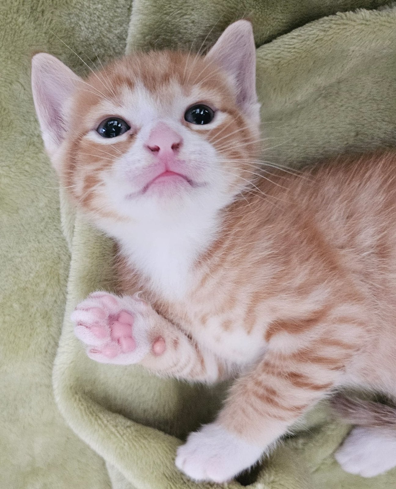 Kittens rood, Kater, 0 tot 2 jaar