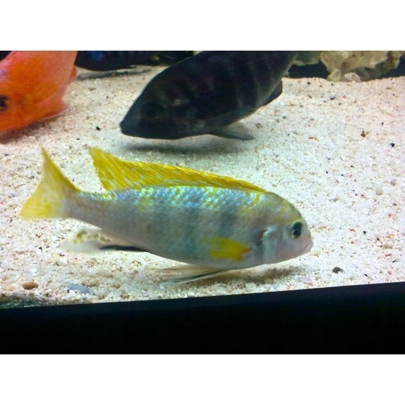 Labidochromis Perlmutt, Vis