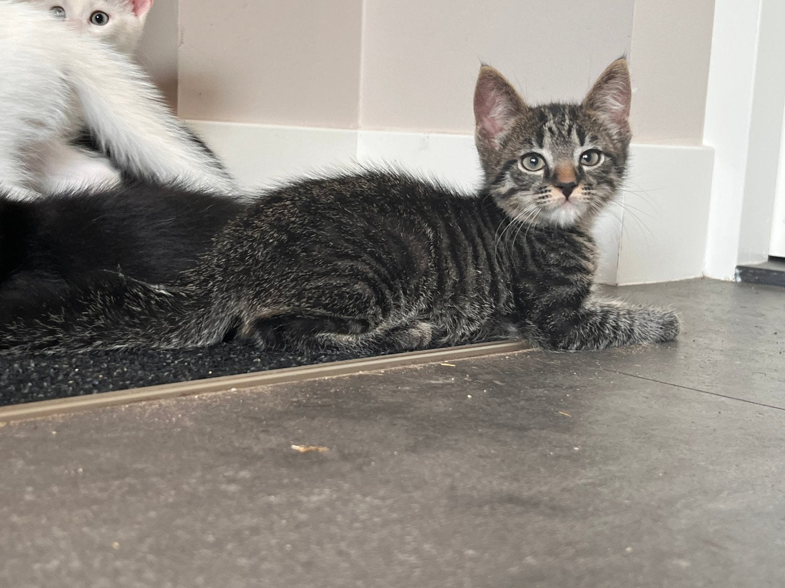 Leuke witte, cyperse en zwarte kittens, Dieren en Toebehoren, Katten en Kittens | Overige Katten, Meerdere dieren, Kortharig, 0 tot 2 jaar