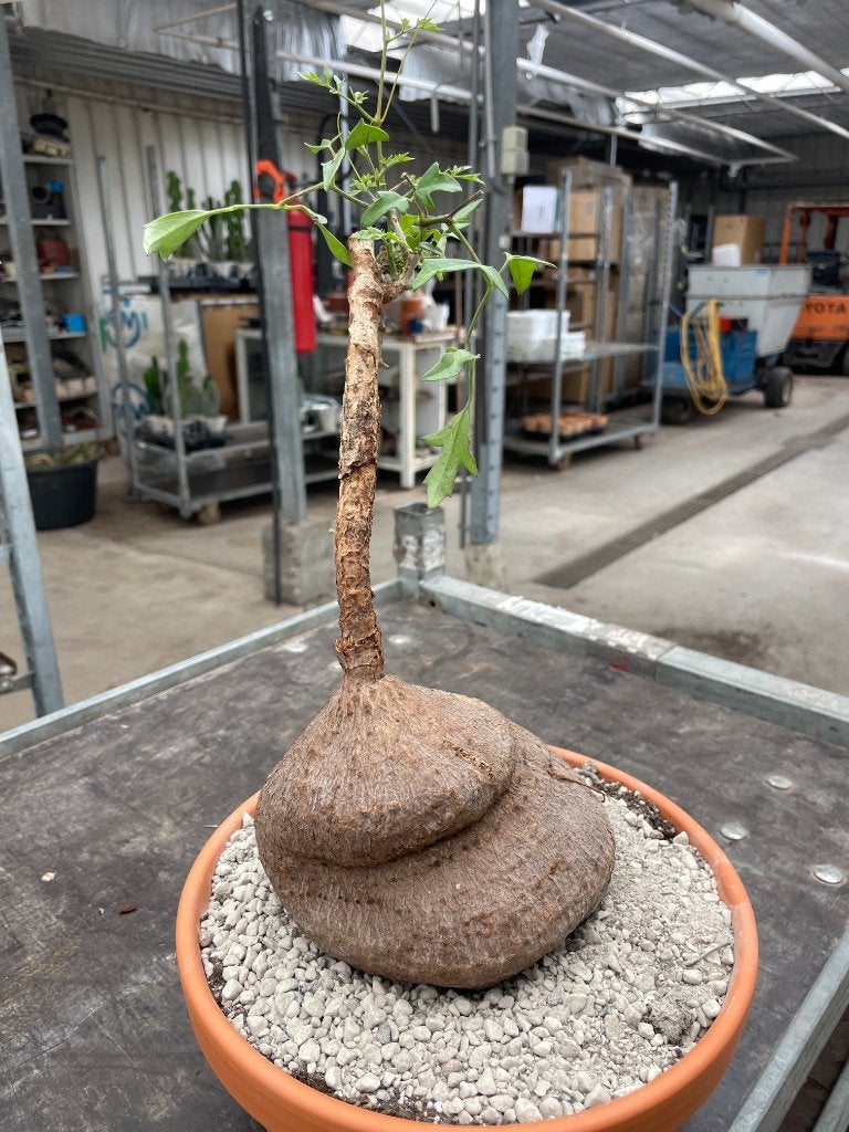 Caudex plant Cyphostemma Elephantopus Madagaskar, Overige soorten, Ophalen of Verzenden, In pot, Minder dan 100 cm