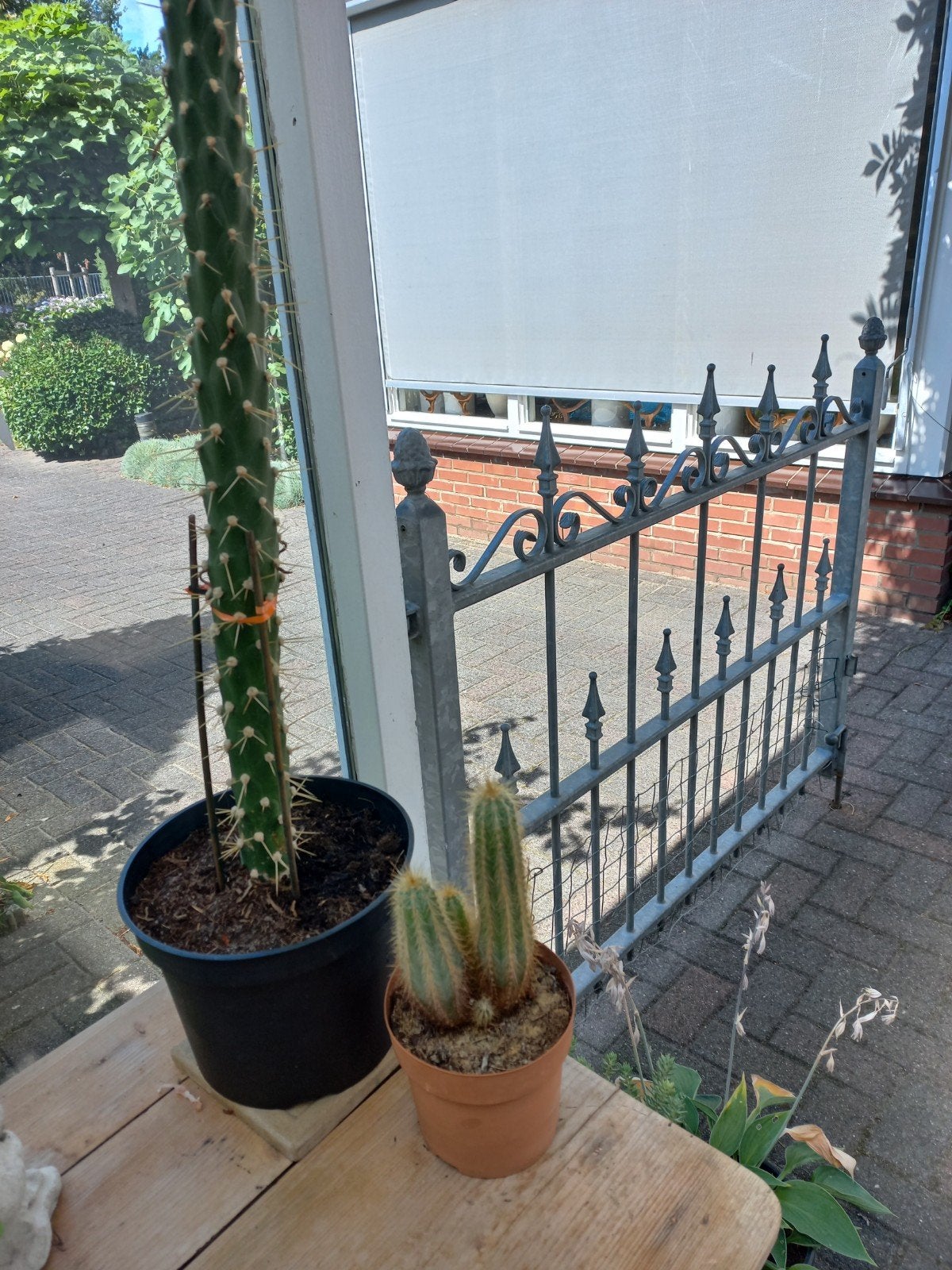 Grote en kleine cactussen, gezond en groeiend, Ophalen