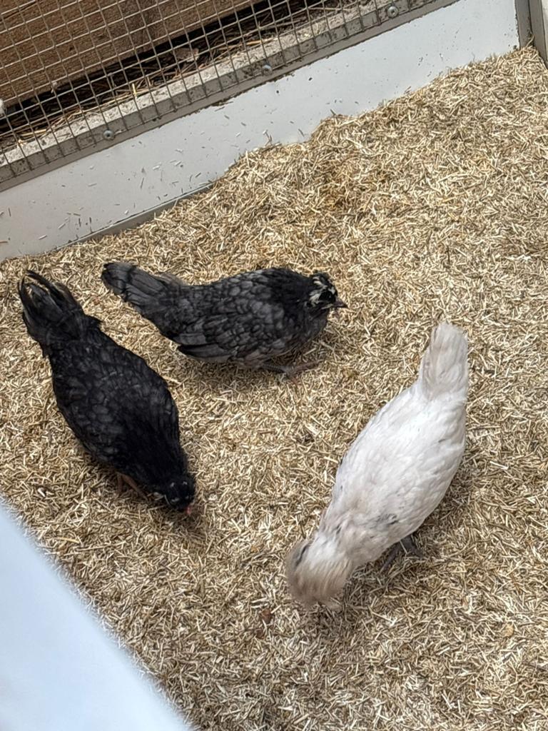 Super lief krielkippen trio., Meerdere dieren, Kip