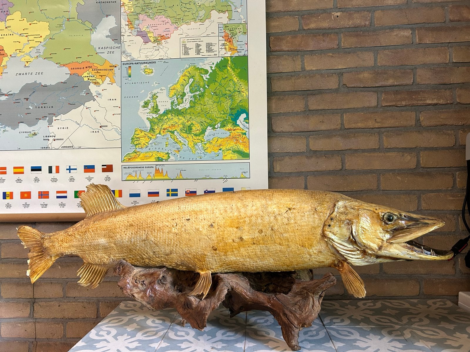 Prachtige opgezette snoek van 110 cm met houten standaard, Verzamelen, Ophalen, Gebruikt