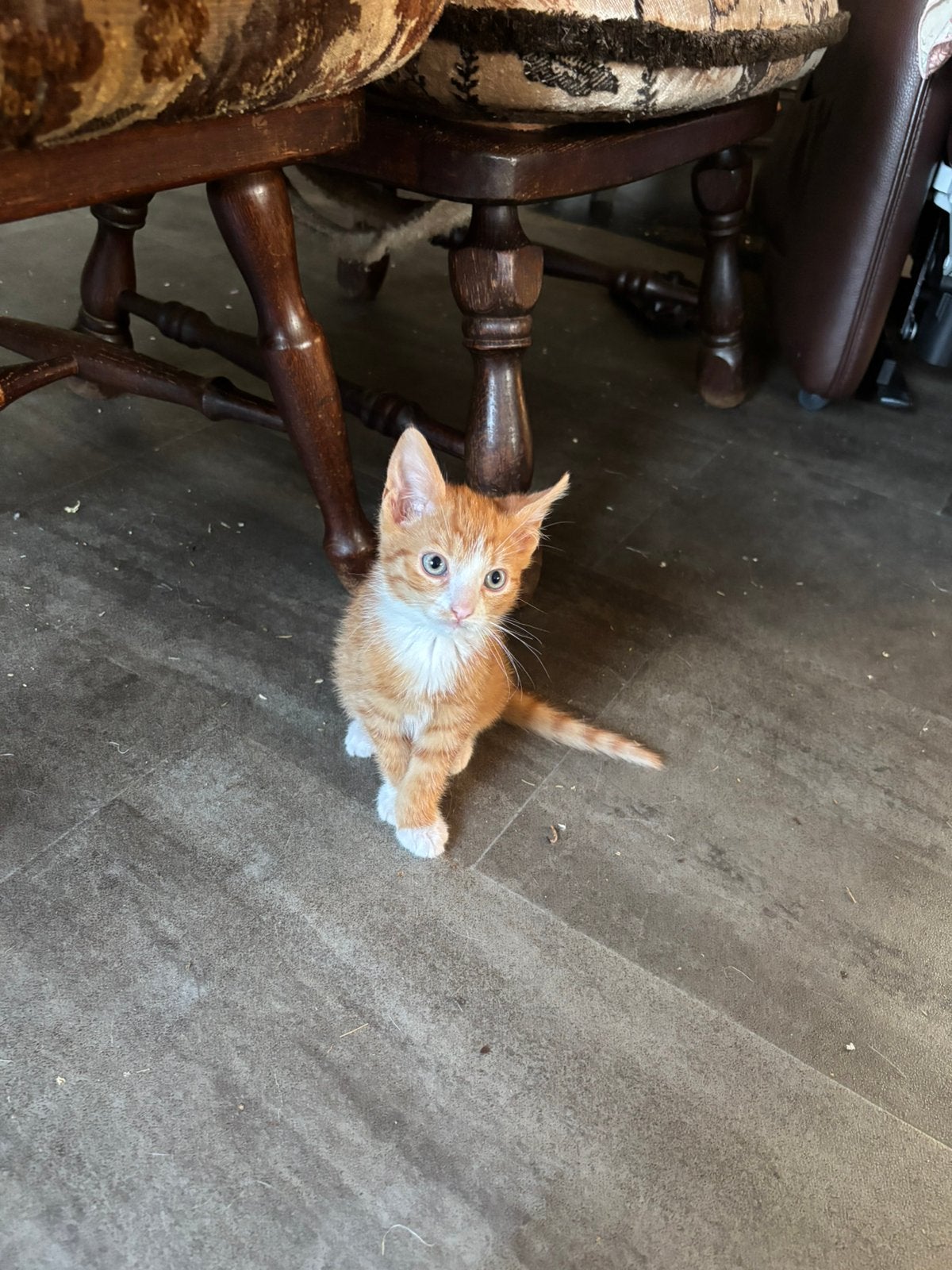 Lieve kittens, Meerdere dieren