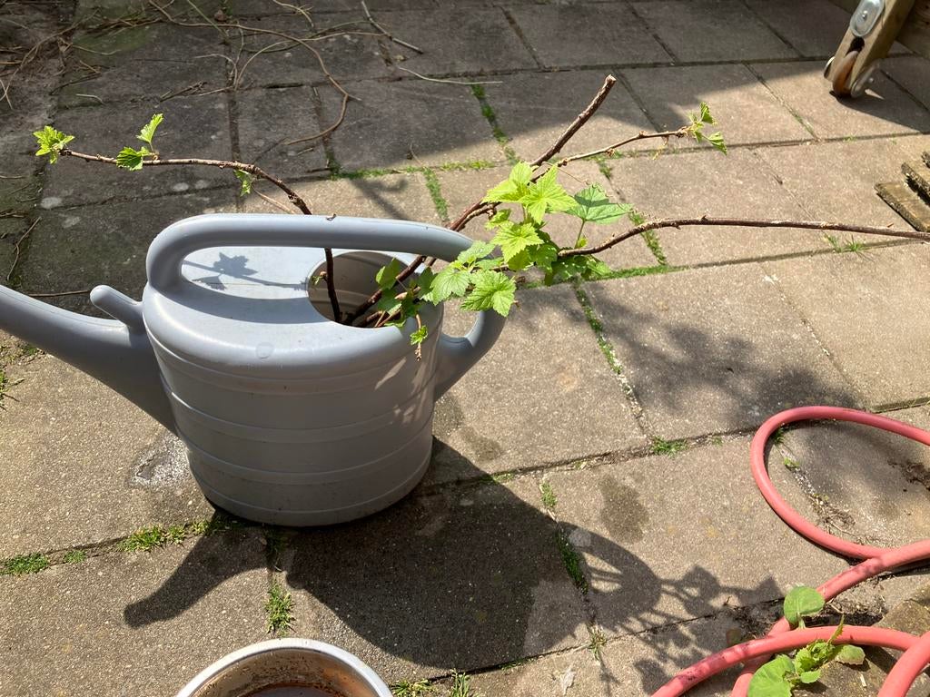 Gratis Stekjes bessenstruik - Zelf fruit kweken!, Ophalen, Volle zon, Vaste plant, Fruitplanten