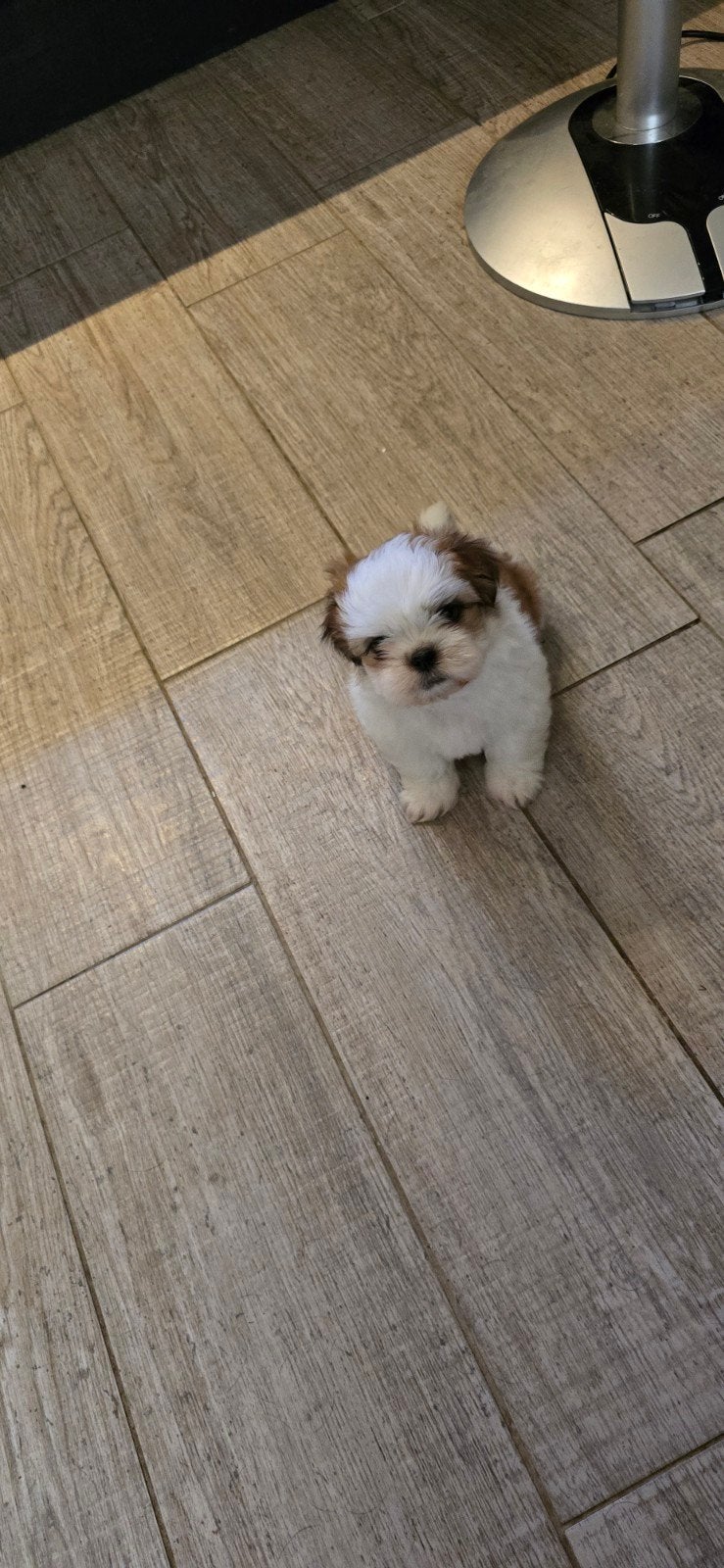 Mooie lieve Shih-tzu pup, Dieren en Toebehoren, Eén hond, Nederland, Particulier, Reu