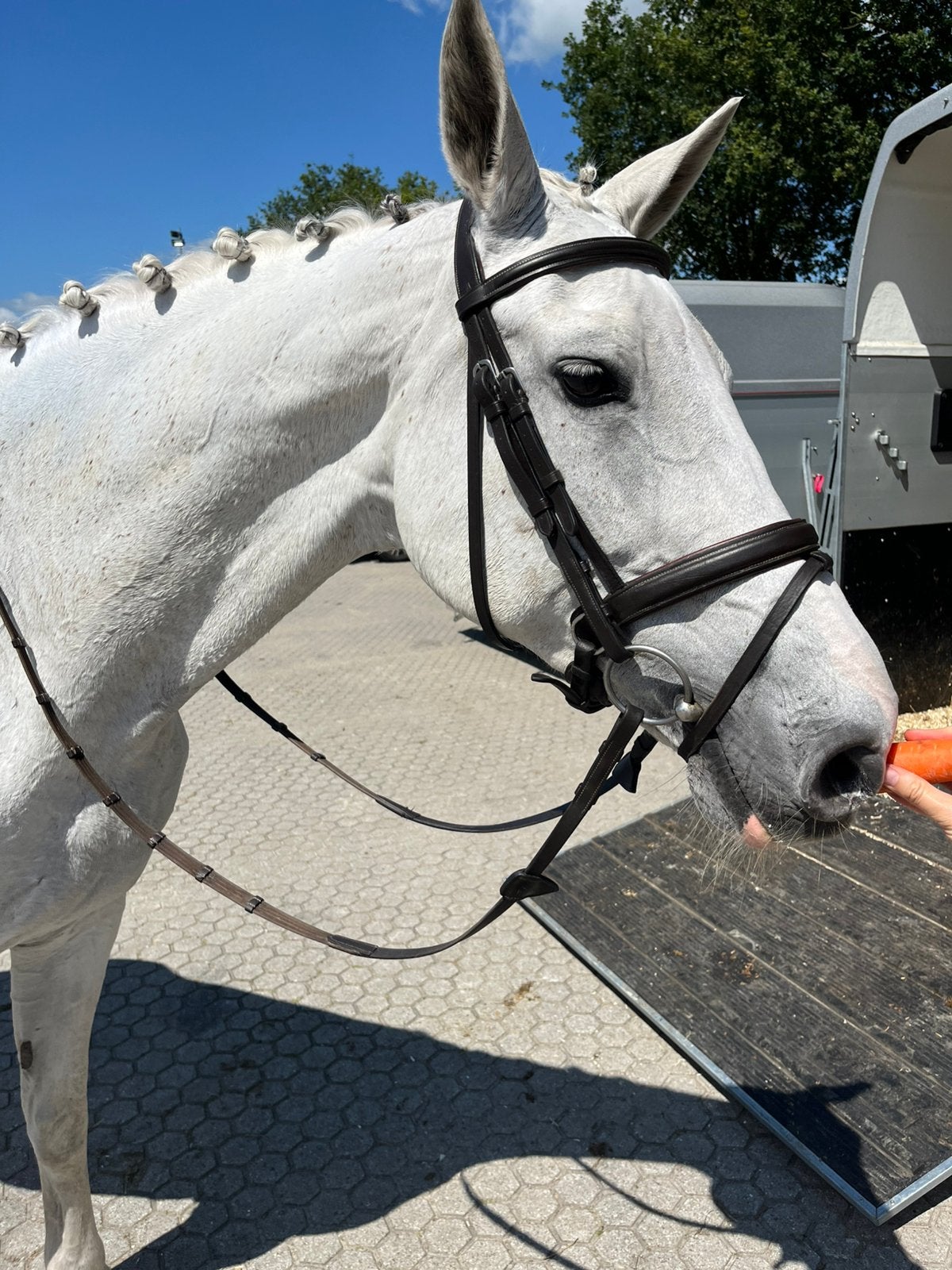 Zeer lieve betrouwbare merrie, Dieren en Toebehoren, Paarden, Merrie, Met stamboom, L, 11 jaar of ouder
