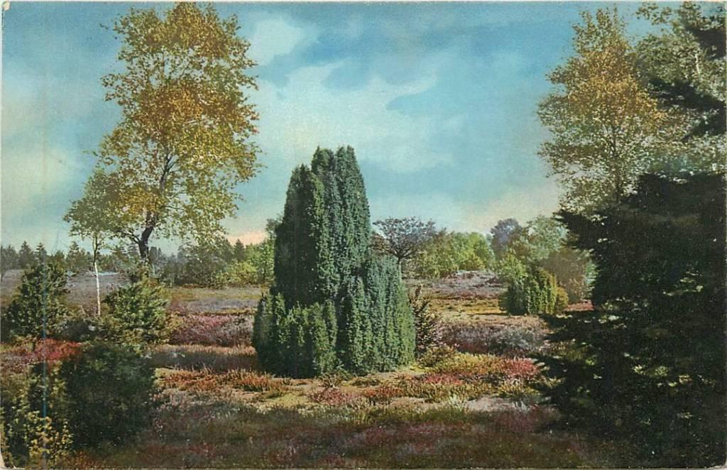 381-276-009 Heide, Verzenden, Voor 1920, Duitsland