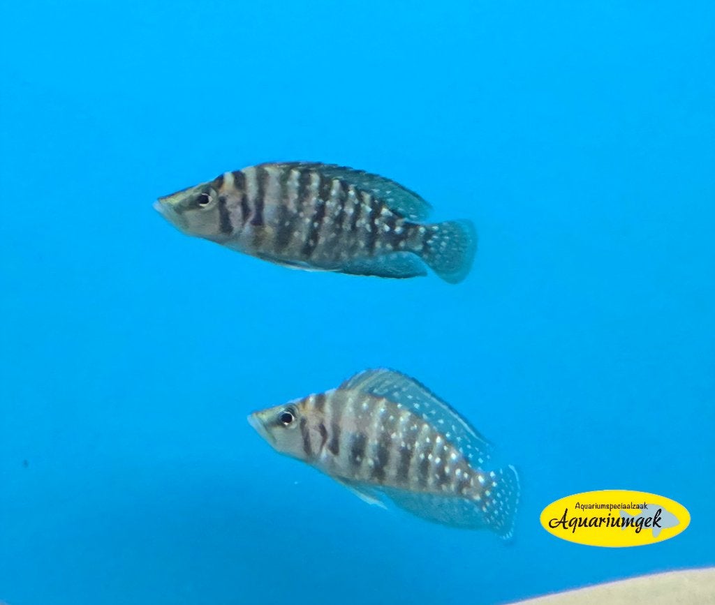 Altolamprologus calvus, Dieren en Toebehoren, Vis, Zoetwatervis