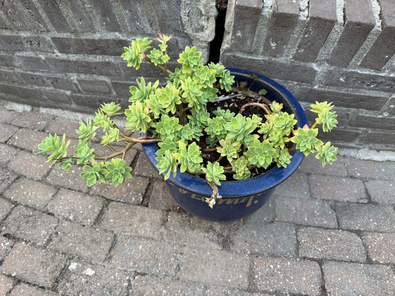 Mooie vaste plant in sierlijke pot, Tuin en Terras, Vaste plant, Bloeit niet, Halfschaduw, Ophalen