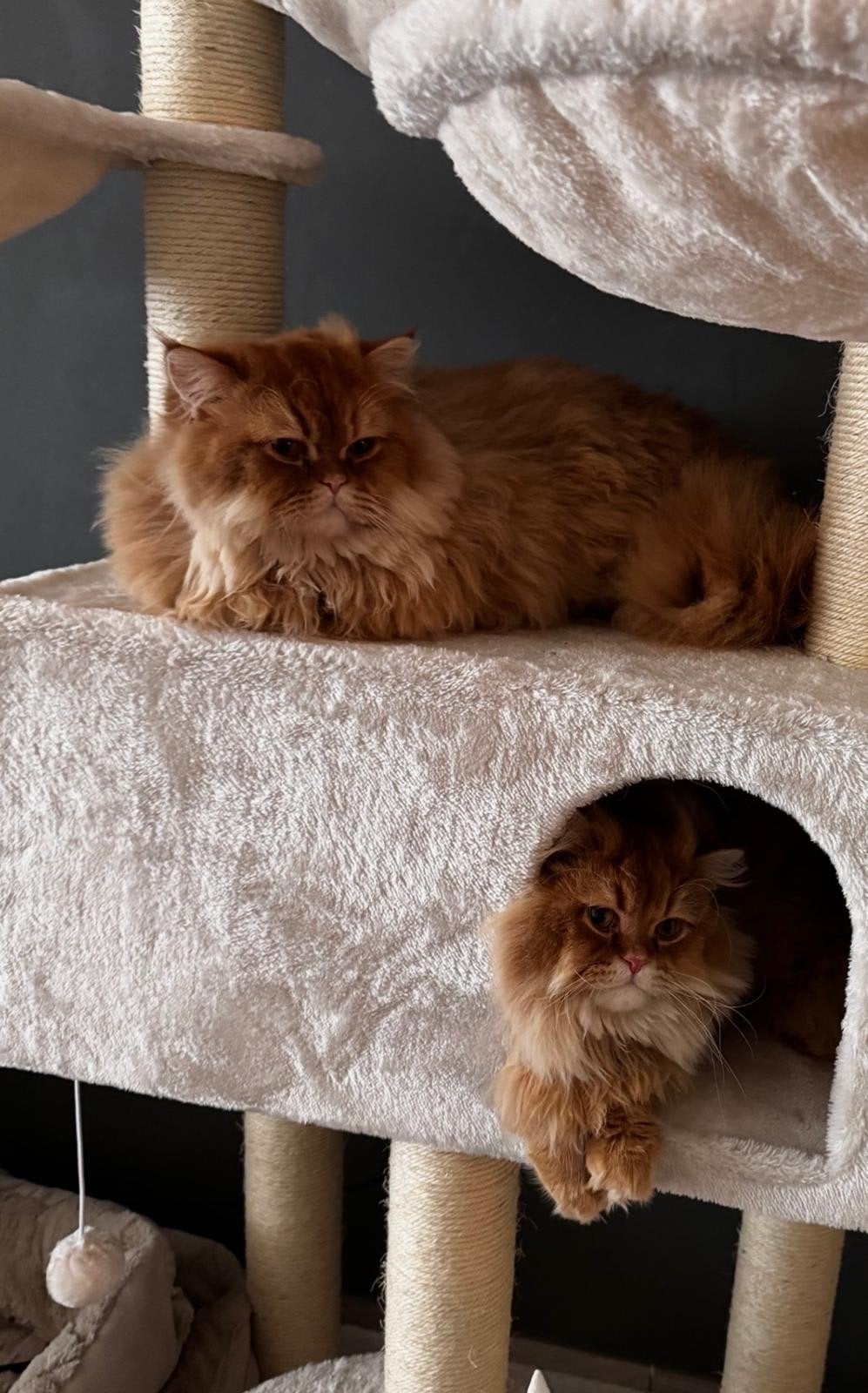 Britse Langhaar broertjes Simba & Caesar, Kater, Langharig, 0 tot 2 jaar