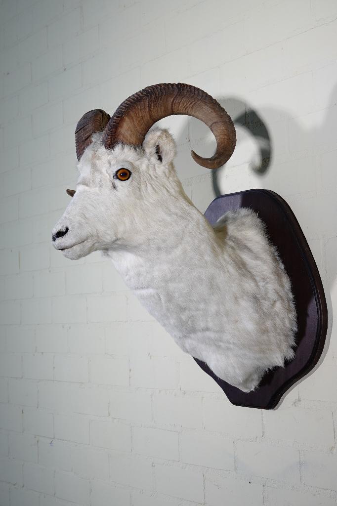 opgezet dalls schaap taxidermy dallssheep, Ophalen, Zo goed als nieuw, Hert, Gewei of Kop
