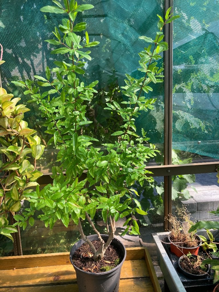 Granaatappel plant (Punica), Ophalen, Volle zon, Vaste plant, Zomer