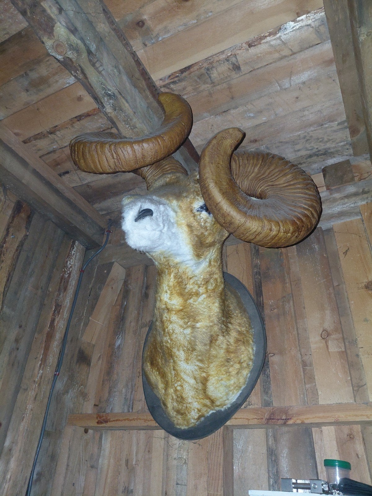 Eland Hoofd voor Mancave Decoratie, Verzamelen, Dierenverzamelingen, Ophalen of Verzenden, Gebruikt, Wild dier, Gewei of Kop