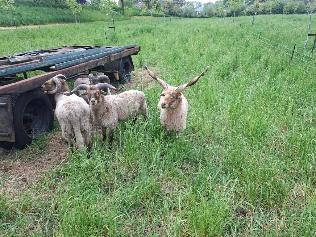 Te huur dekrammen racka drents heideschaap, Mannelijk, Schaap