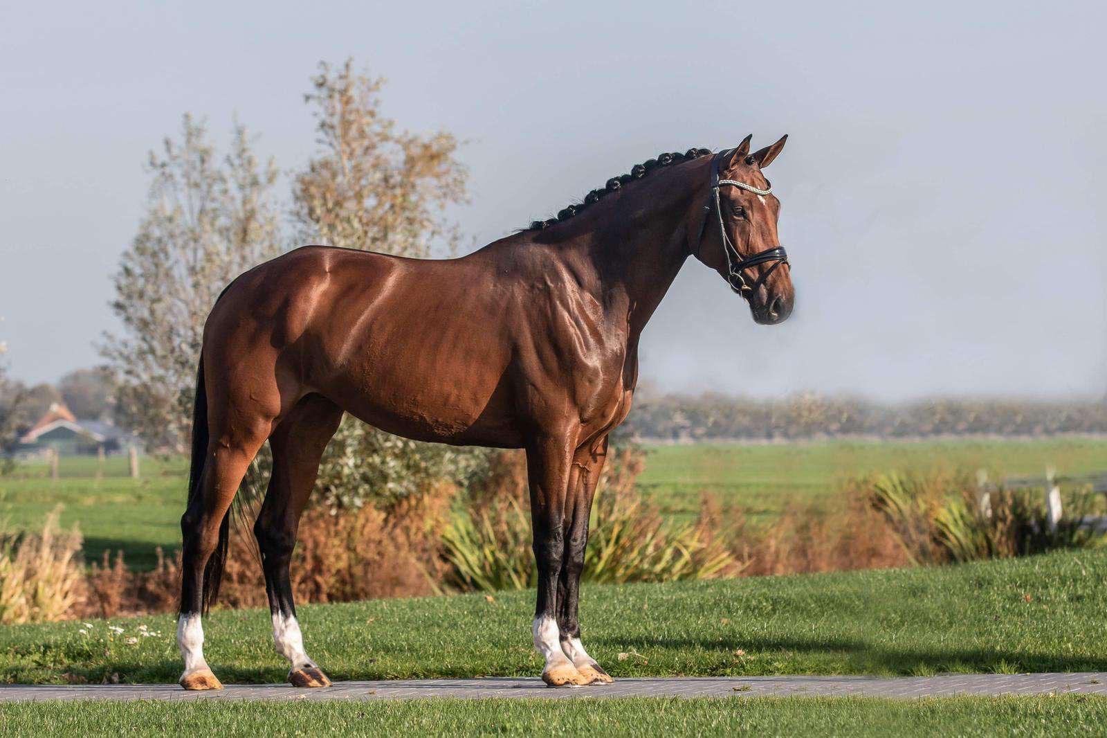 Merrie 10 jaar zeer braaf, Dieren en Toebehoren, Paarden, Merrie, Met stamboom, M, 170 tot 175 cm