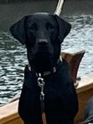 Gezocht ruil-oppas field labrador, Diensten en Vakmensen, Particuliere oppas