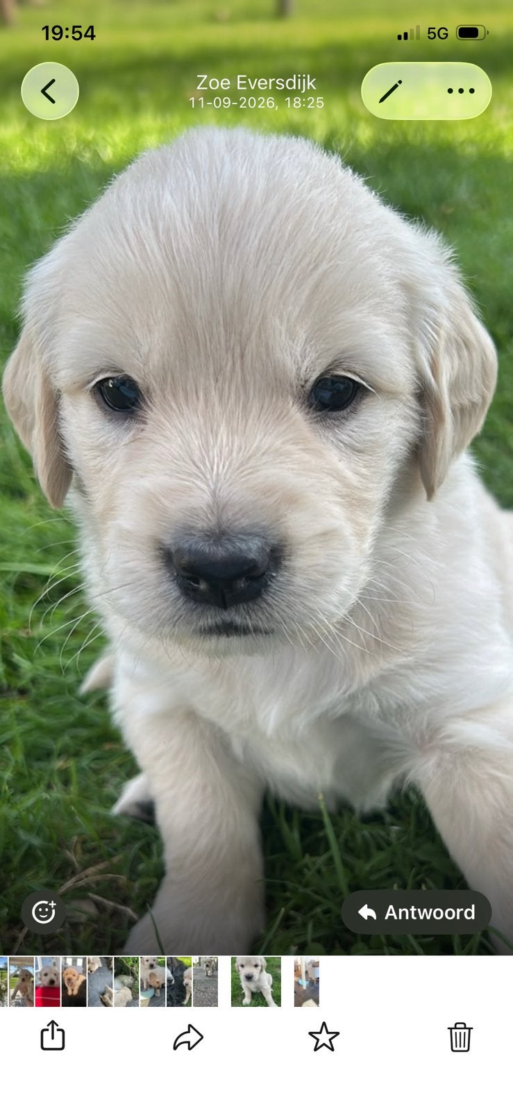 Golden retriever pups te koop, Dieren en Toebehoren, Golden retriever, 8 tot 15 weken, Meerdere, Meerdere dieren