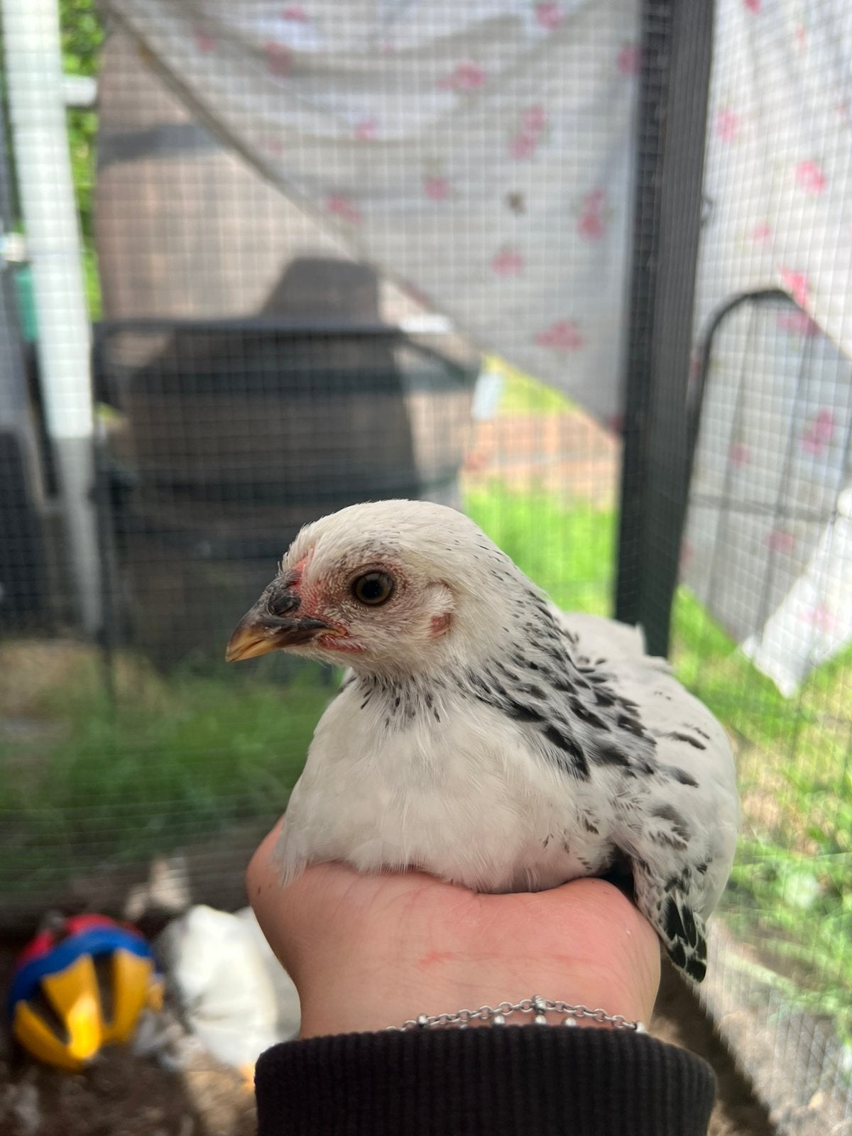 Wyandotte kriel kuikens, Dieren en Toebehoren, Pluimvee, Vrouwelijk, Kip