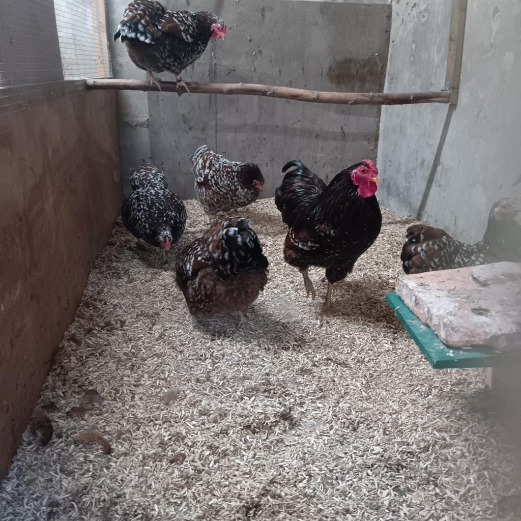 Wyandotte broedeieren, Dieren en Toebehoren, Geslacht onbekend, Kip