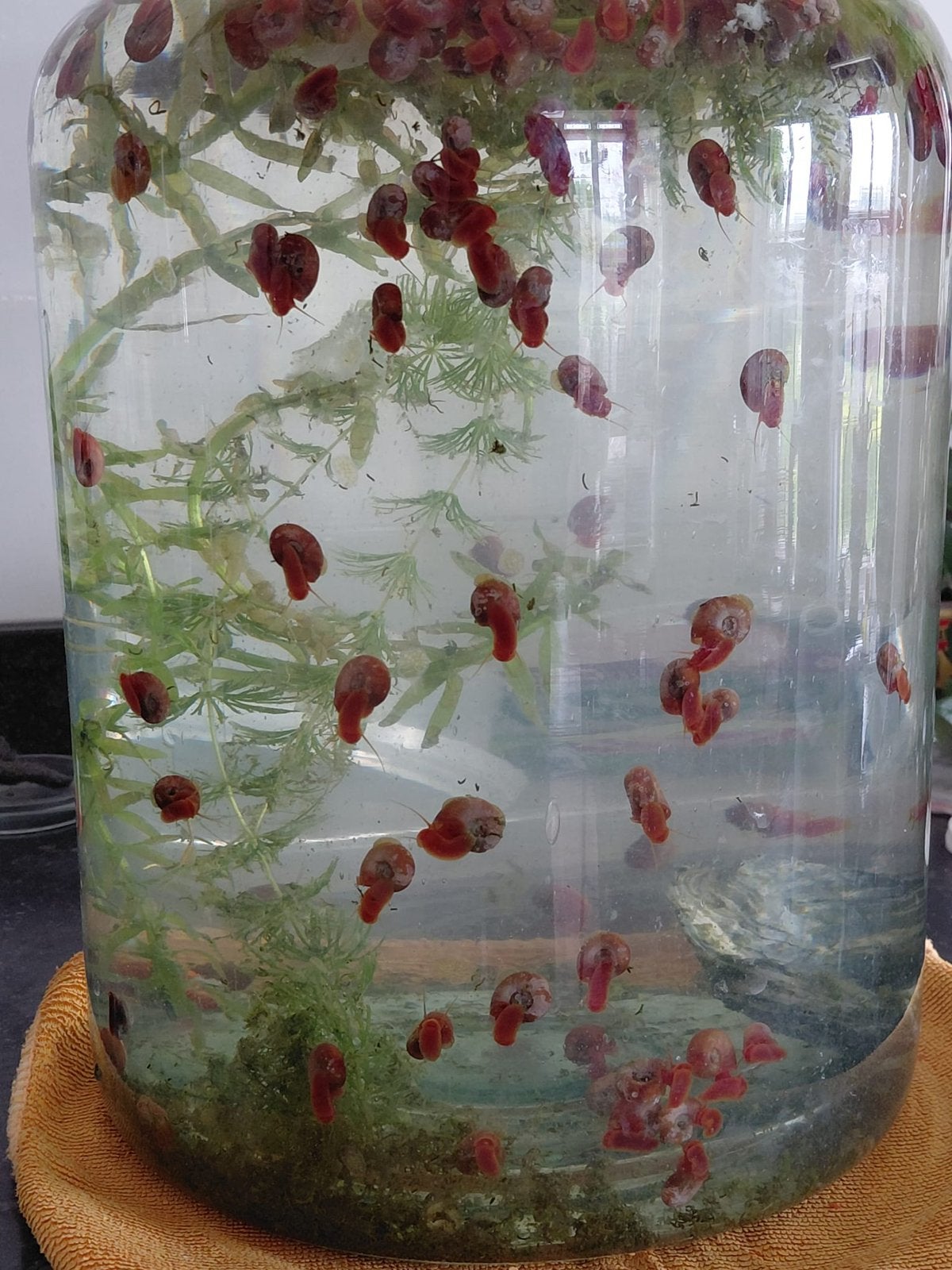 De laatste posthoornslakjes, schoonmakers aquarium vijver