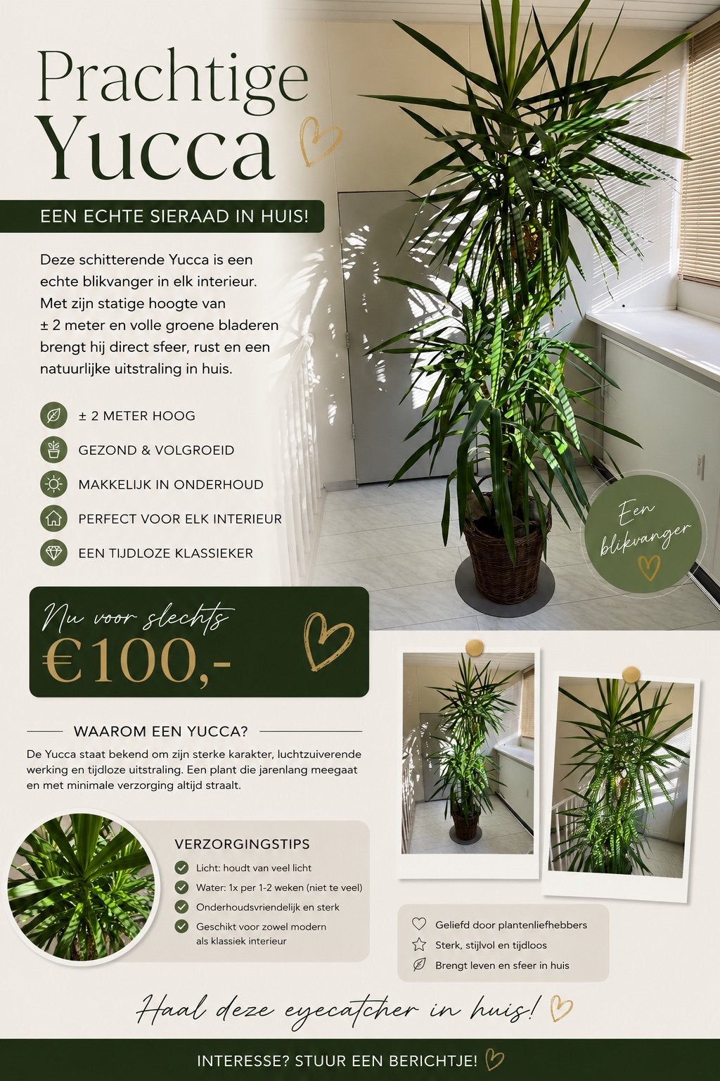 Prachtige grote Yucca ongeveer 2 meter hoog, Tuin en Terras, Planten | Bomen, Overige soorten, 100 tot 250 cm, Zomer, Ophalen