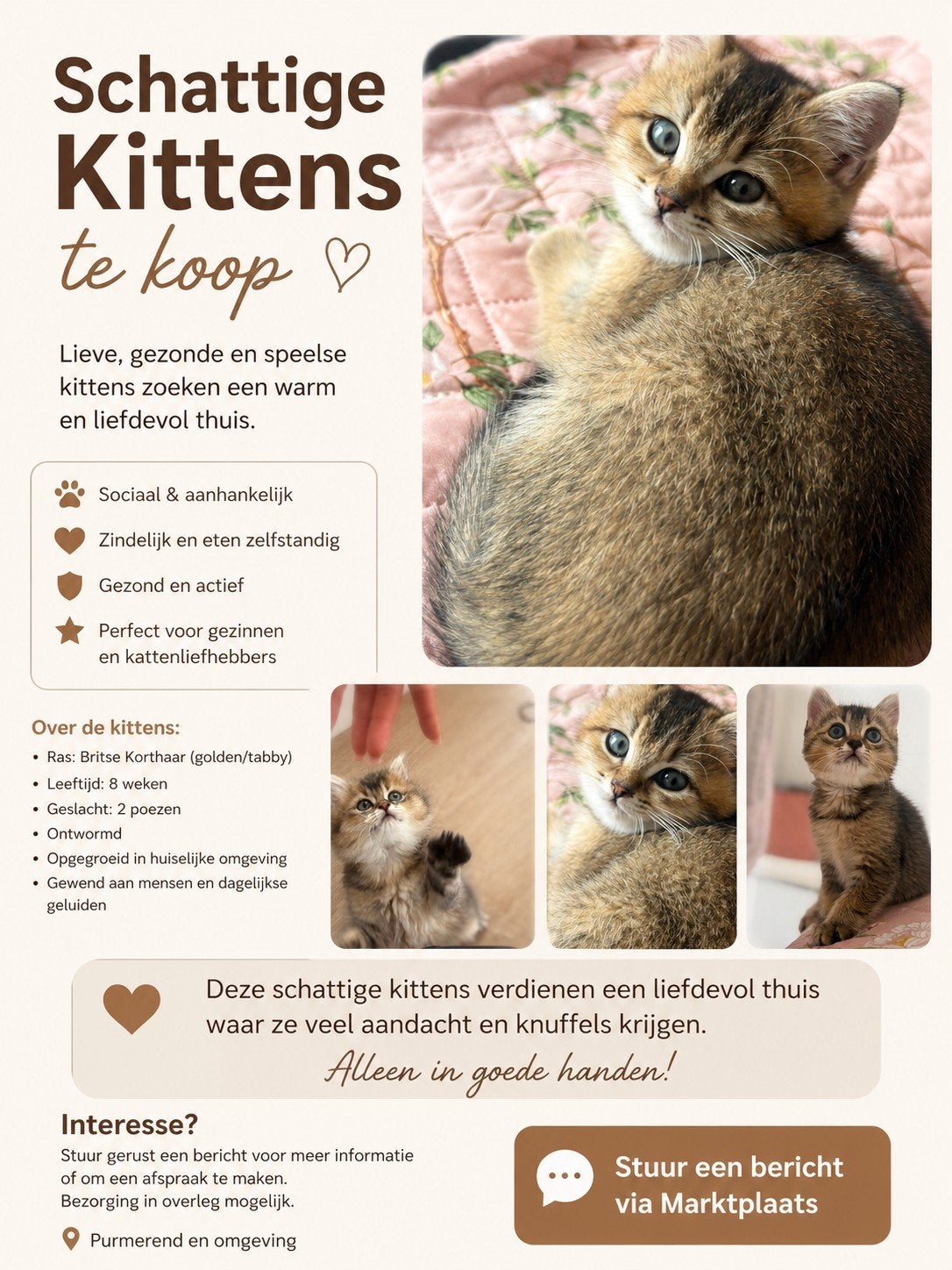 Schattige Britse Korthaar kittens te koop