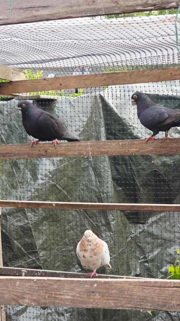 Sierduiven, Meerdere dieren, Overige soorten