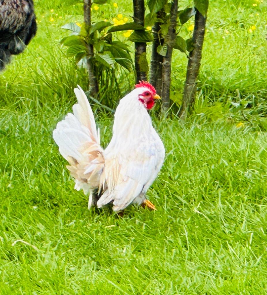 Knappe raszuivere Serama haan, Dieren en Toebehoren, Mannelijk, Kip