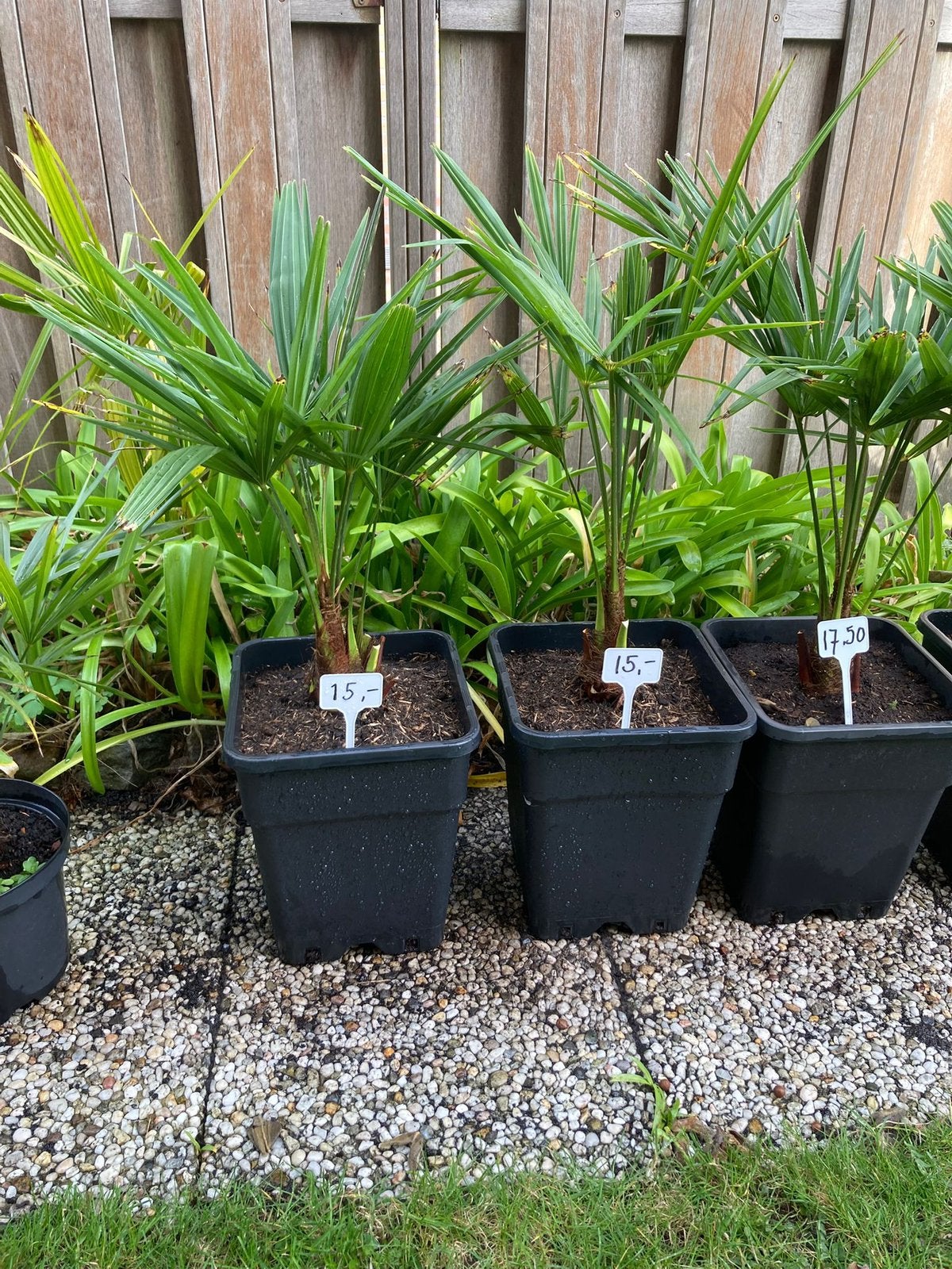Trachycarpus Fortunei, Tuin en Terras, Ophalen, Lente, Overige soorten, Volle zon