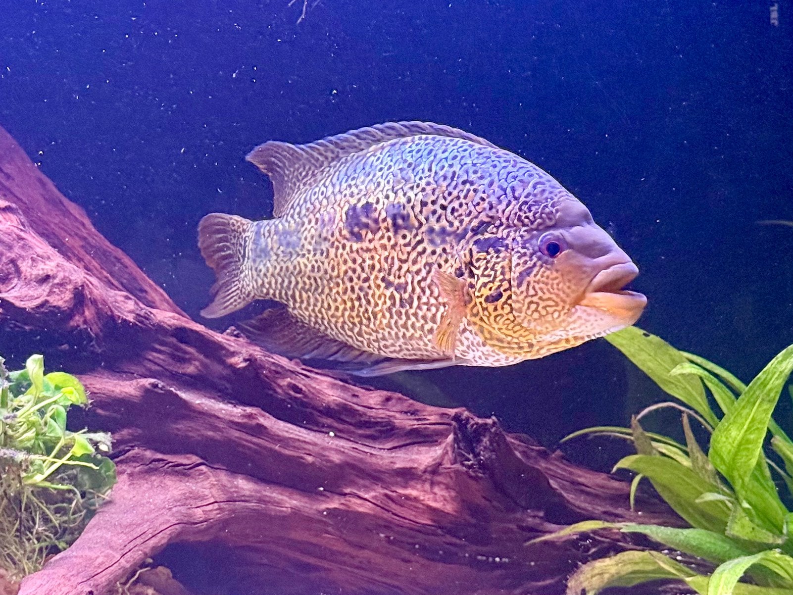 Prachtig koppel Parachromis loisellei (Goud Jaguar), Dieren en Toebehoren, Vissen | Aquariumvissen, Vis