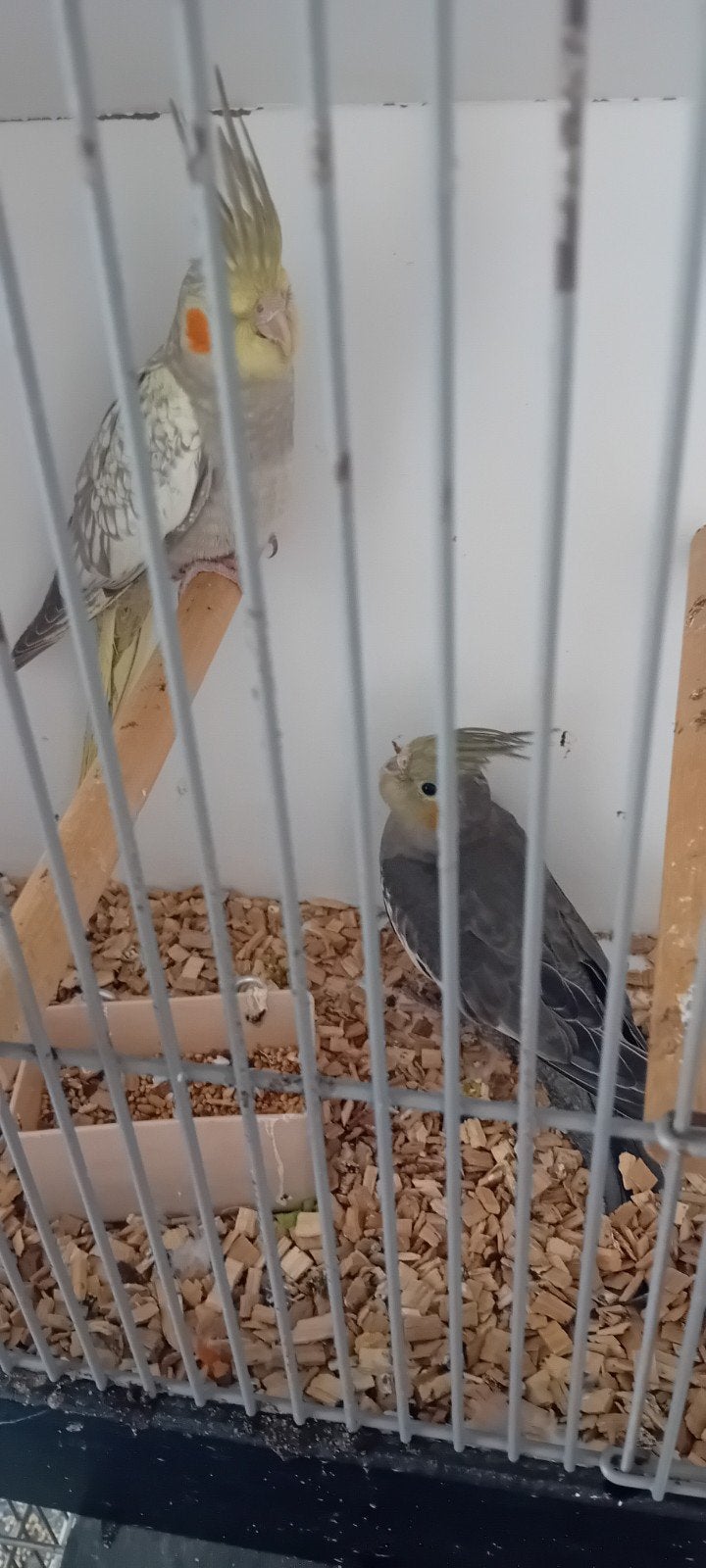 Te koop jonge valkparkieten, Dieren en Toebehoren, Meerdere dieren, Parkiet