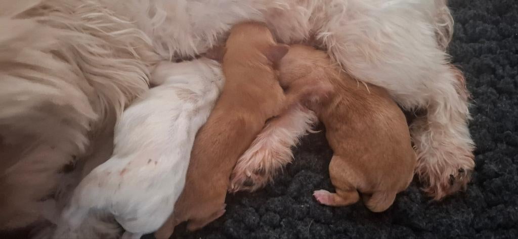 ❤️ GEBOREN!! ❤️ Maltipoo pups ❤️ 1 REUTJE BESCHIKBAAR!!, Parvo, Overige rassen, 8 tot 15 weken, Meerdere